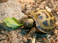 /album/tortellini/torti-12-jpg/